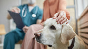 pet safety